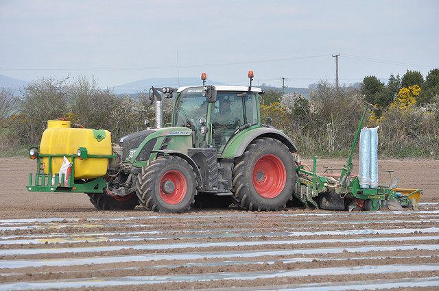 85% of Irish maize now estimated to be grown under plastic
