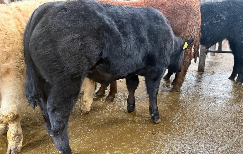 This 335kg Belgian Blue bull made €2,130 or €6.35/kg