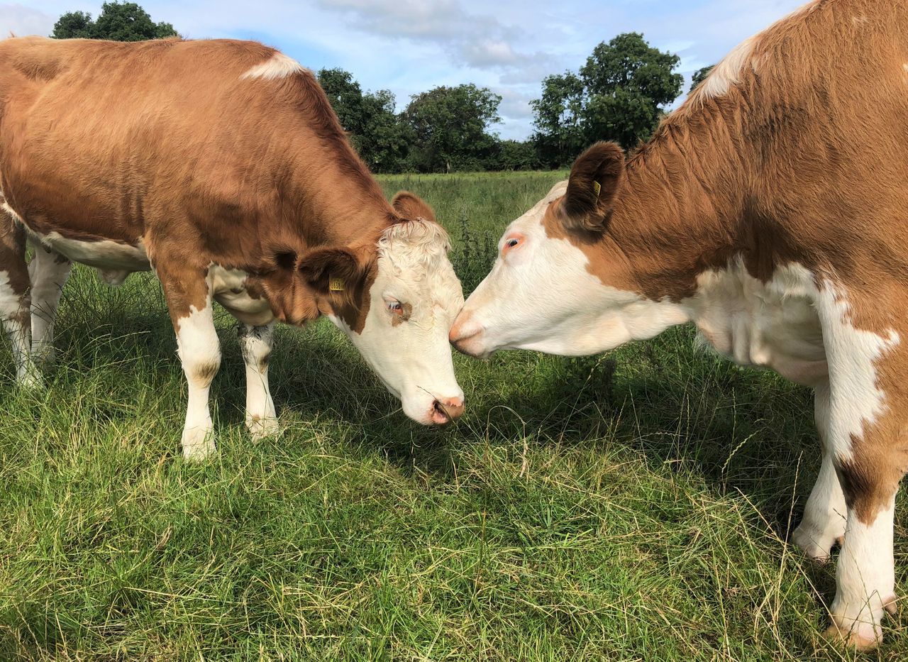 Going the red road: Progressive publishes 2021 coloured dairy catalogue