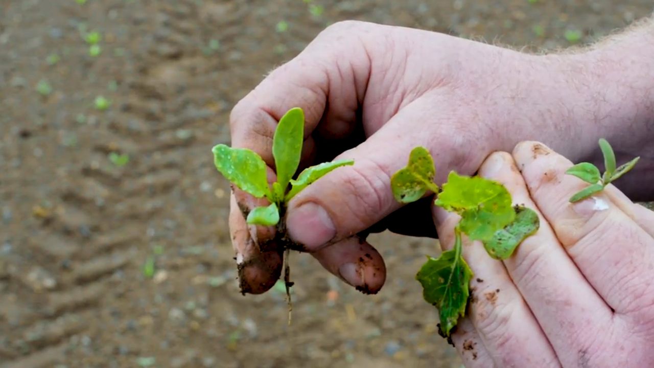 Why are split spray applications so important for fodder beet?