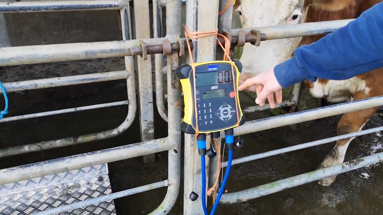National Dairy Beef Weighing Scheme opens for applications