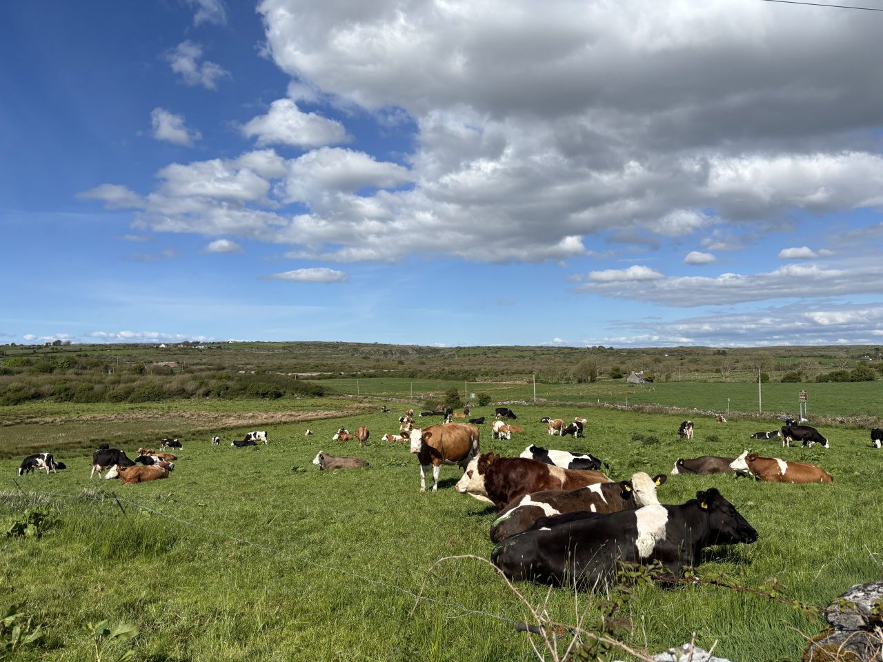 Listen: What's it like milking Fleckviehs in the Burren?