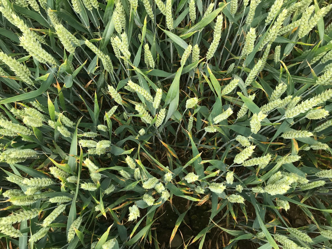 What's coming along in wheat varieties?