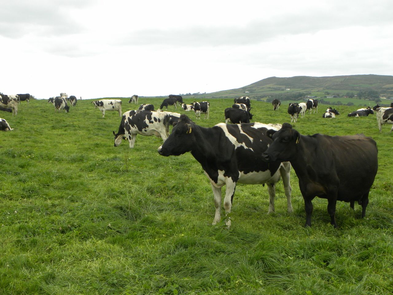 Transition ‘supports’ don't help ambitious dairy farmers
