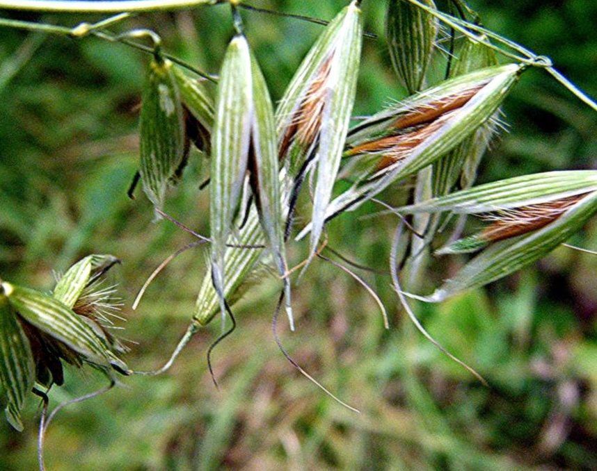 Resistance to wild oat herbicide prominent in the south east