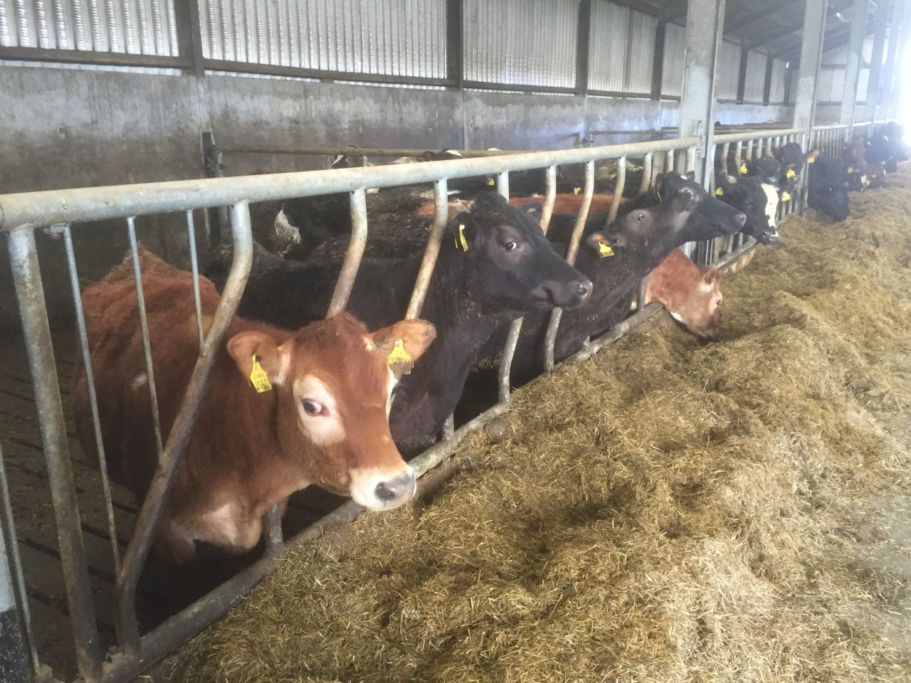 Ireland falls to eighth on EU heifer price league table