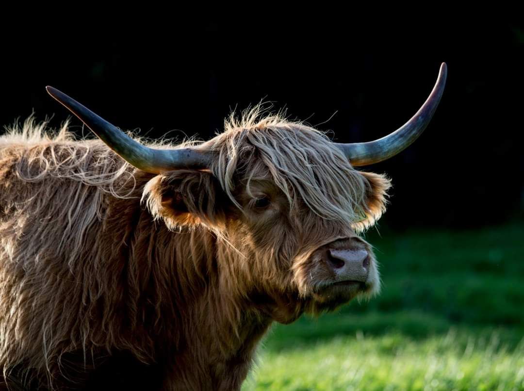 Open farm in Co. Laois reopens with expanded offering