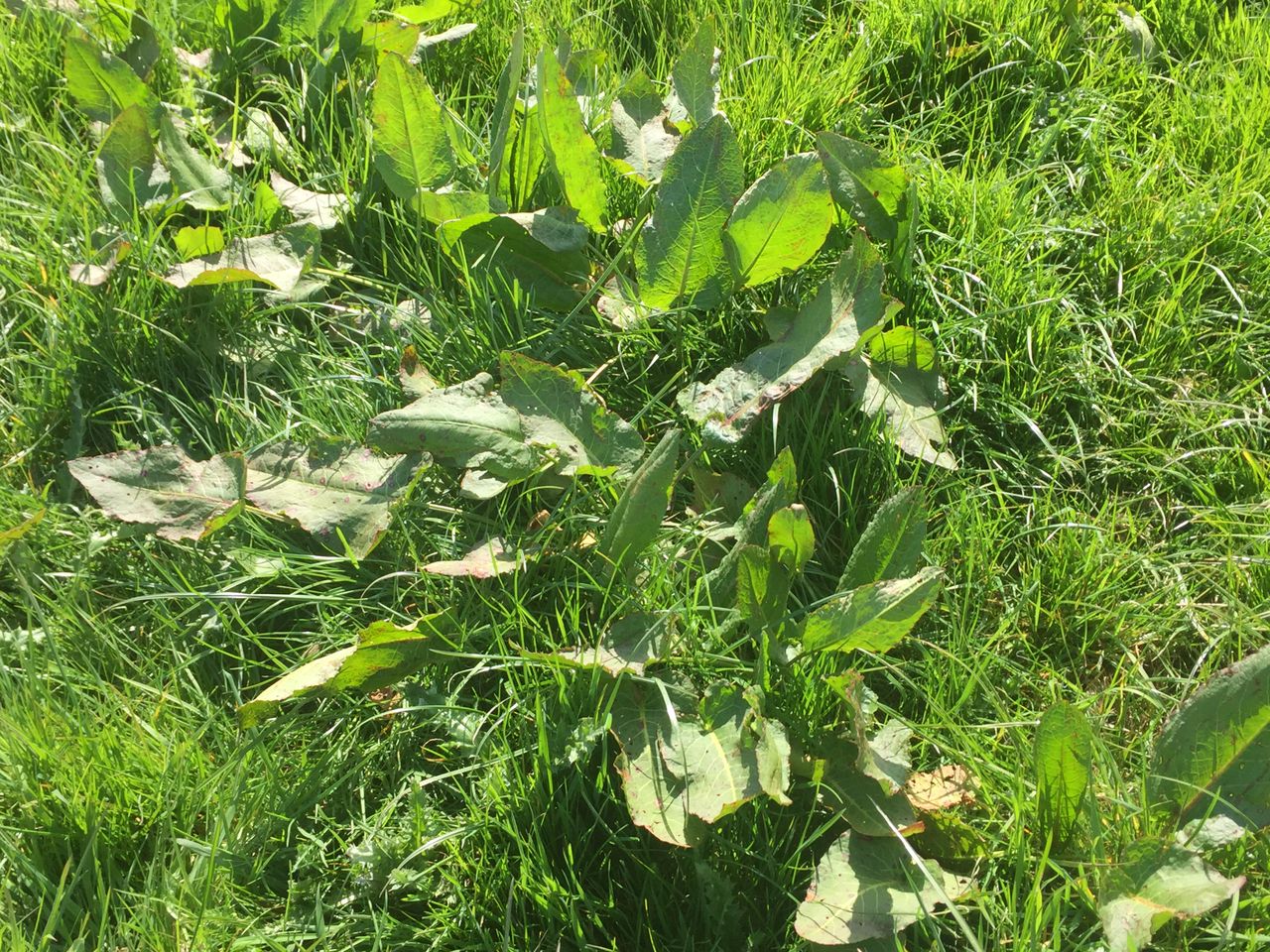 Why it pays to spray dock-infested silage swards