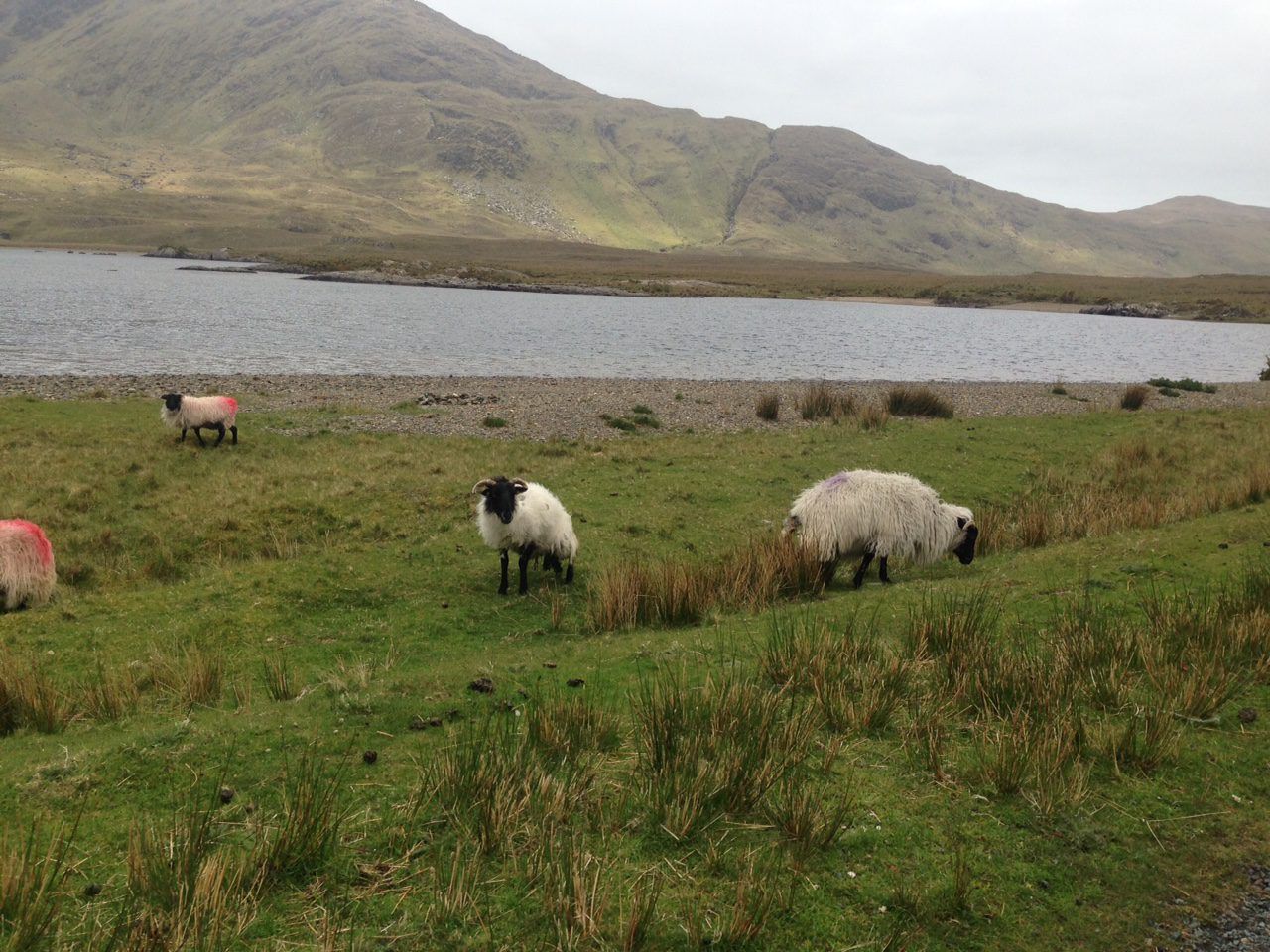 'Farmers unable to complete GLAS applications as almost 400 commonages without planners'