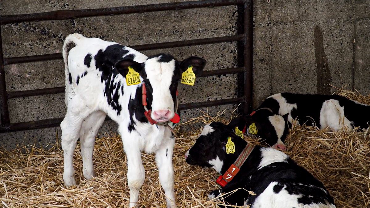 Milk restriction negatively affects calves' cognitive function - study
