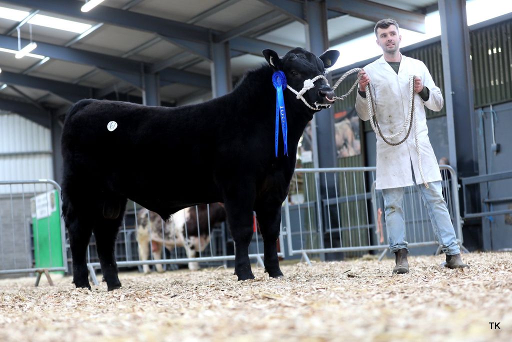 Lot 61 Ellens Benny took the fourth-highest price of the day for Niall Conaty from Co. Cavan. Source: Tricia Kennedy