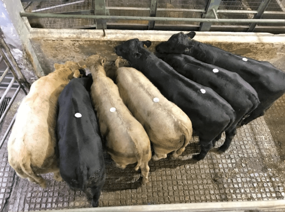 Mart trade: Prices steady as marts prepare to close up for Christmas
