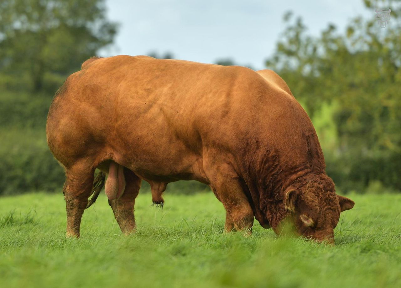 Elphin Mart to host Premier Limousin Bull Show and Sale