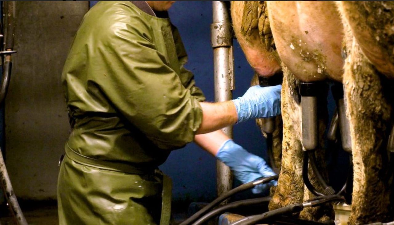 CSO: Slight drop in domestic milk intake in May