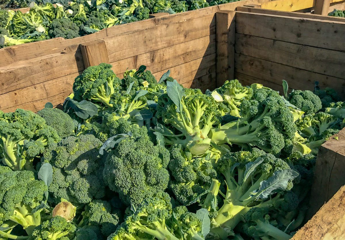 Tillage focus: Effect of drought to hit the veg shelves in the coming weeks