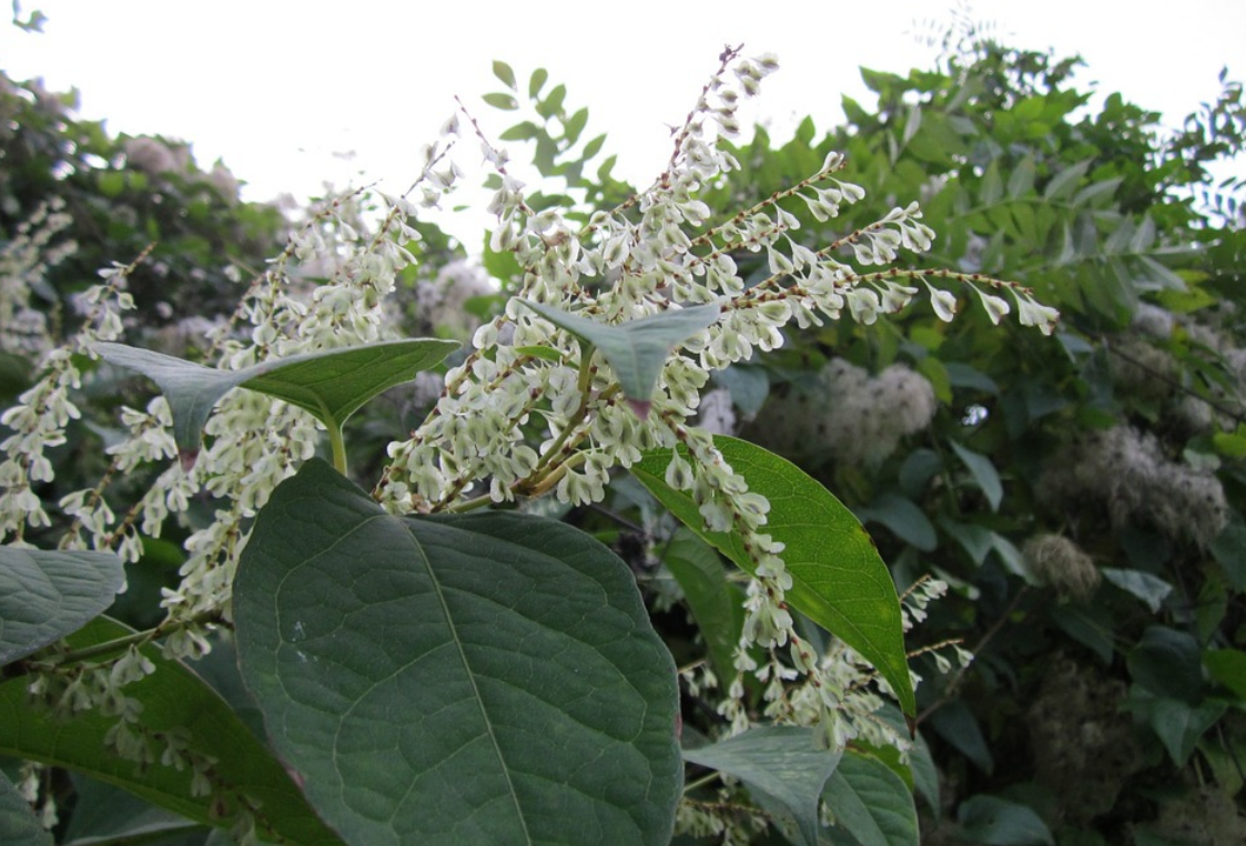 What is happening in Galway to tackle invasive species?