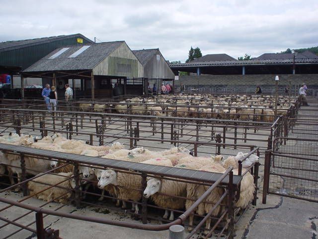 Mart report: Sheep numbers tight over Easter weekend