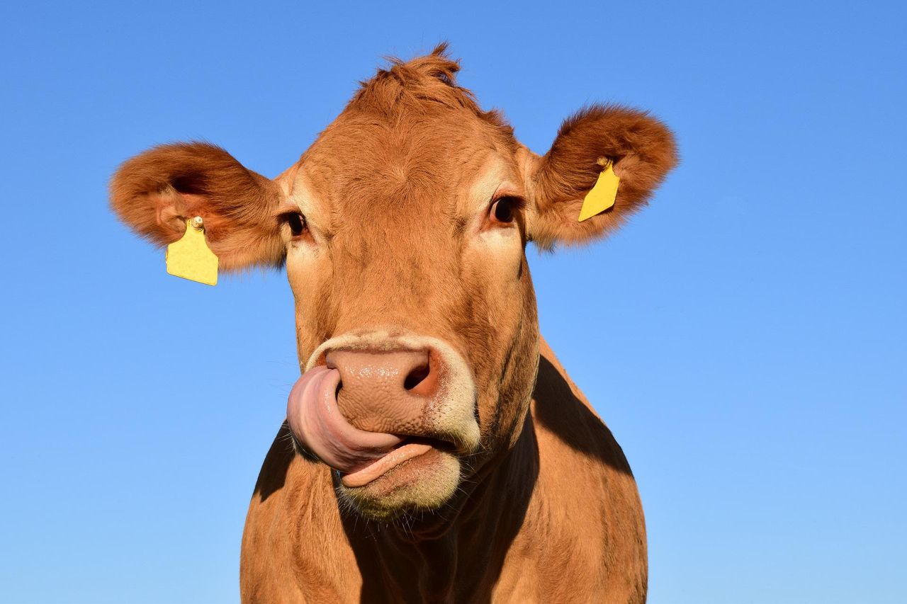 Livestock methane-reducing product gets commercial contract in Oz