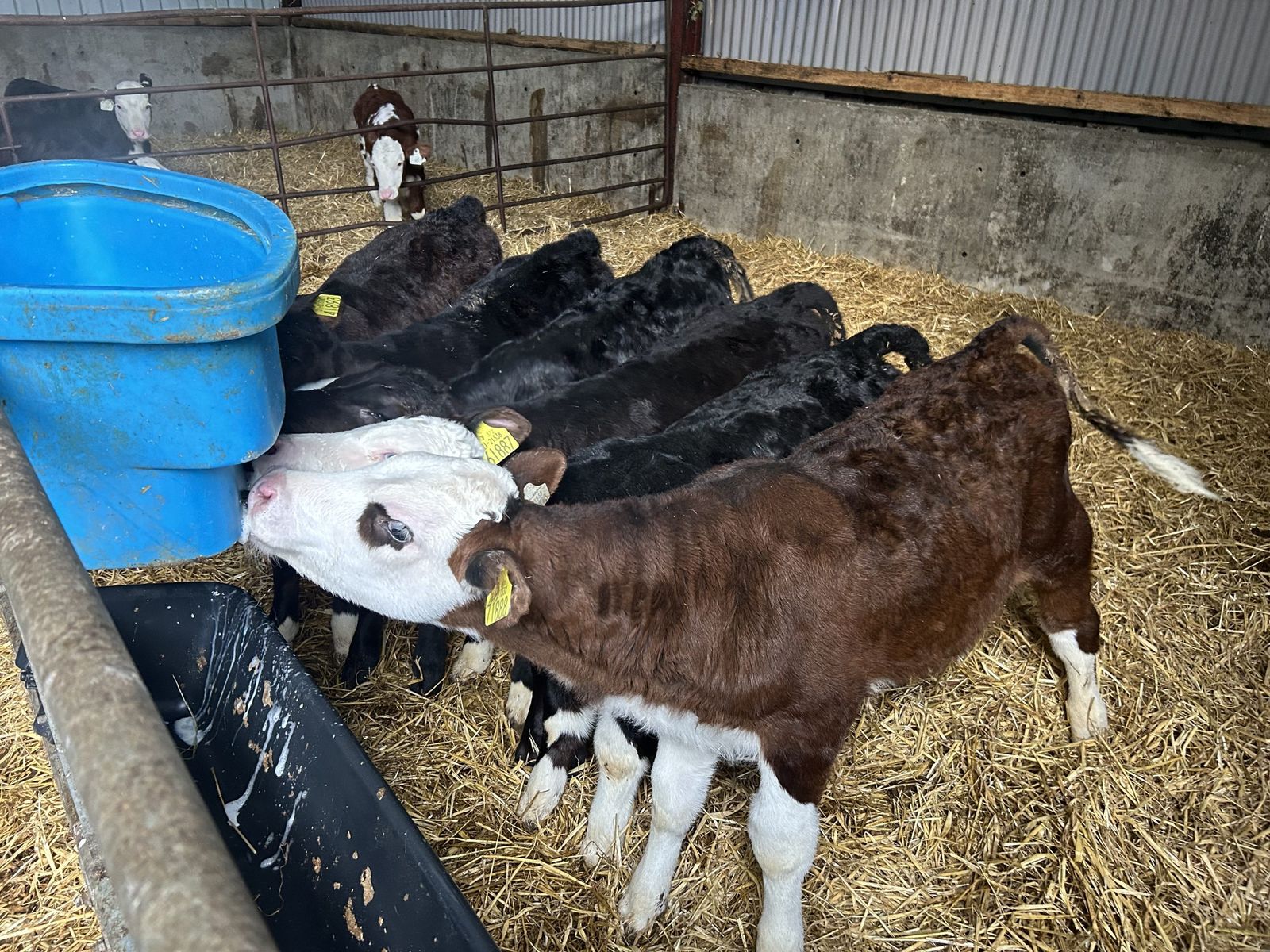 Ensuring the successful gradual weaning of calves - Agriland.ie