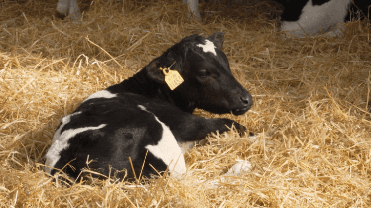 Video: Who and where are the 14 Teagasc Green Acres Calf to Beef demonstration farms?