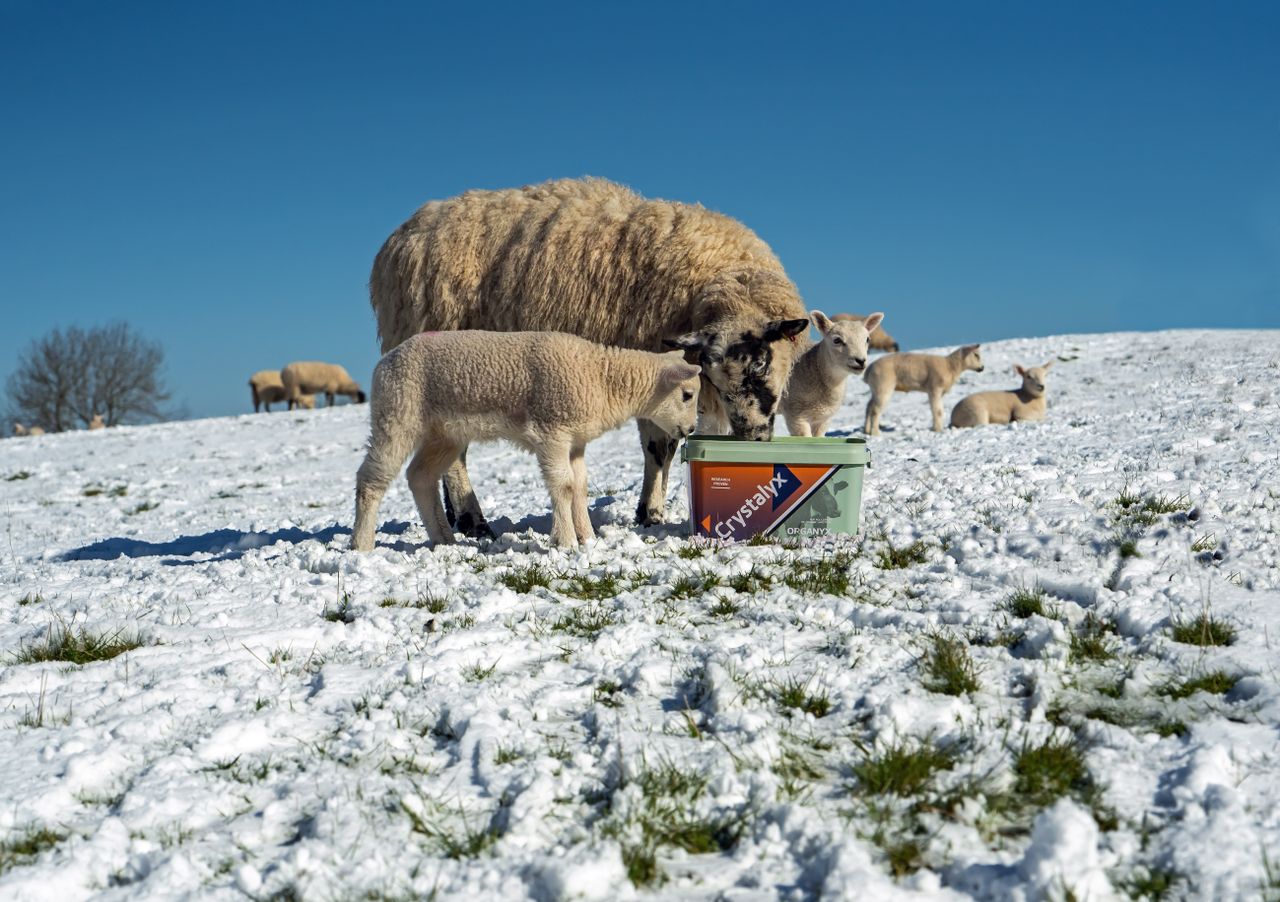 Demand for organic sheep feed buckets grows