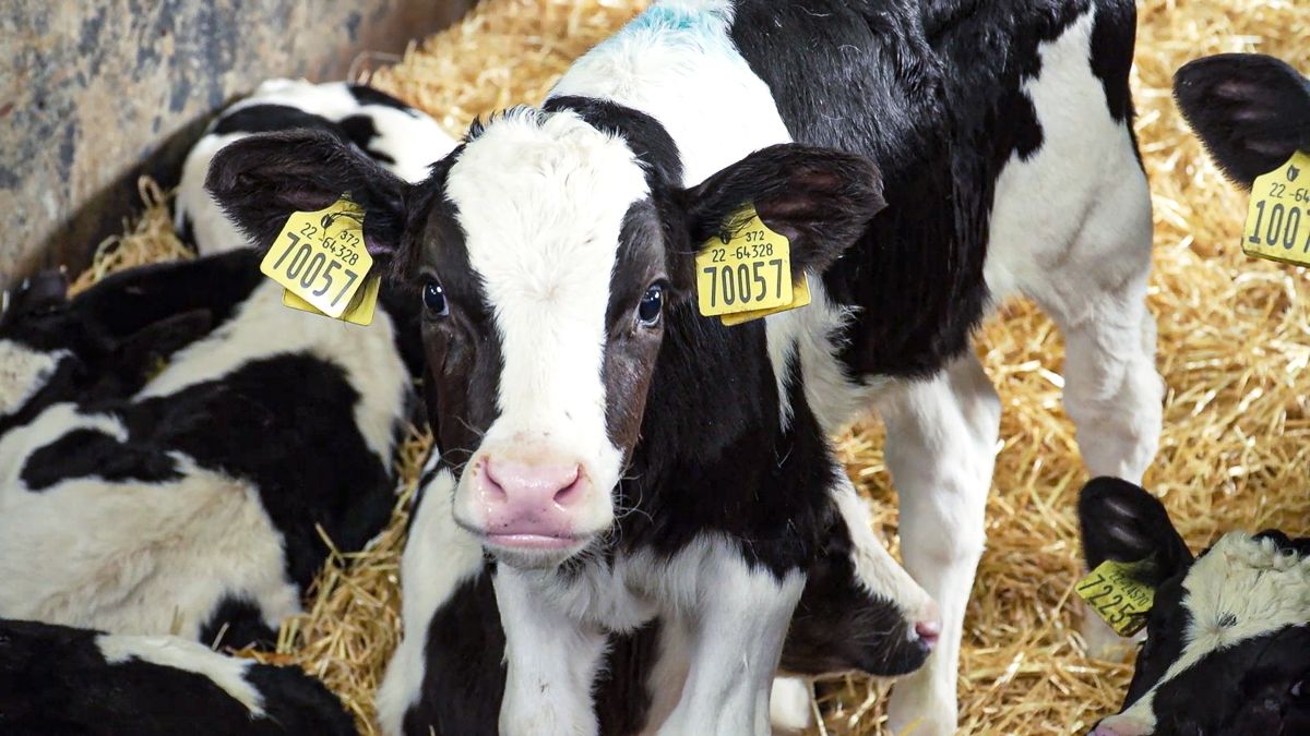 Commission to propose adoption of Irish BVD plan this month
