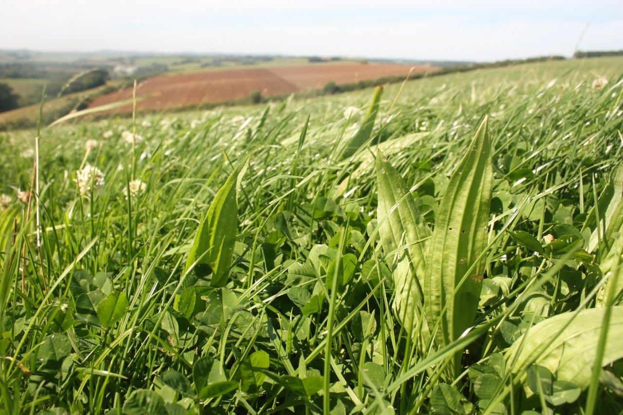 Multi-Species Sward Measure opens for applications
