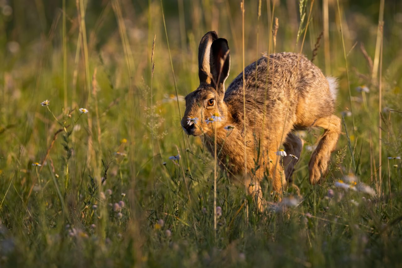 Man fined for illegal hare hunting in Clare