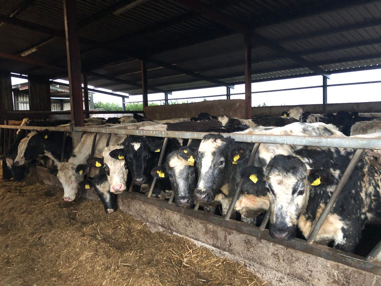 Beef trade: Changes to factory bonuses for certain types of cattle