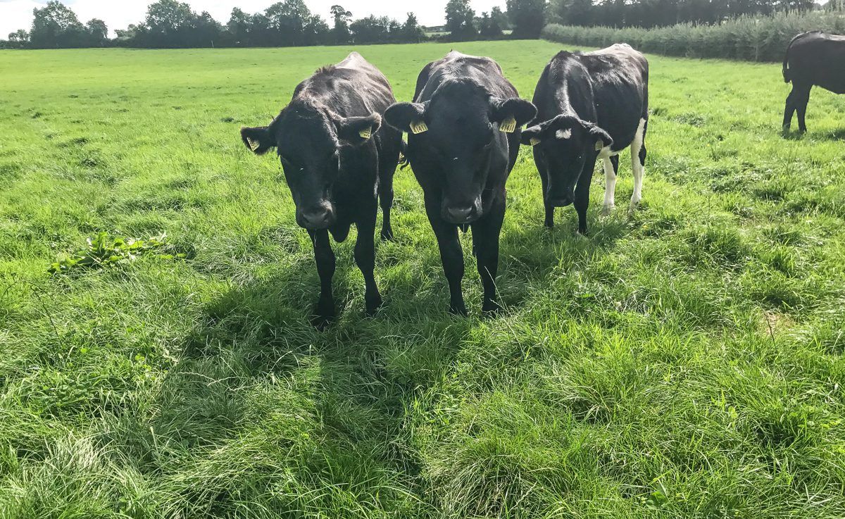 ICSA calls for premium on organic beef prices