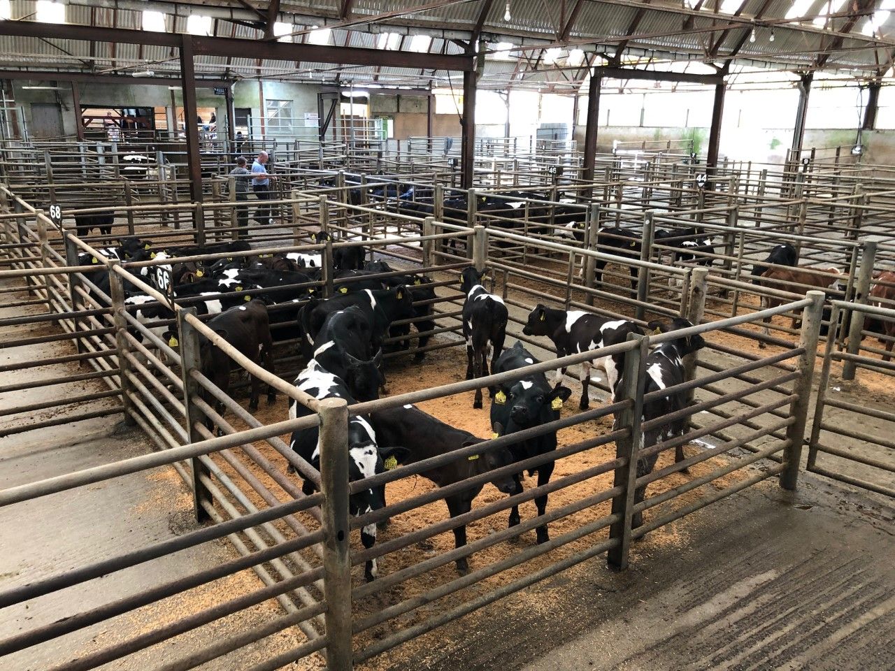 Hereford and Angus-cross calves make up to €385/head at Enniscorthy Mart