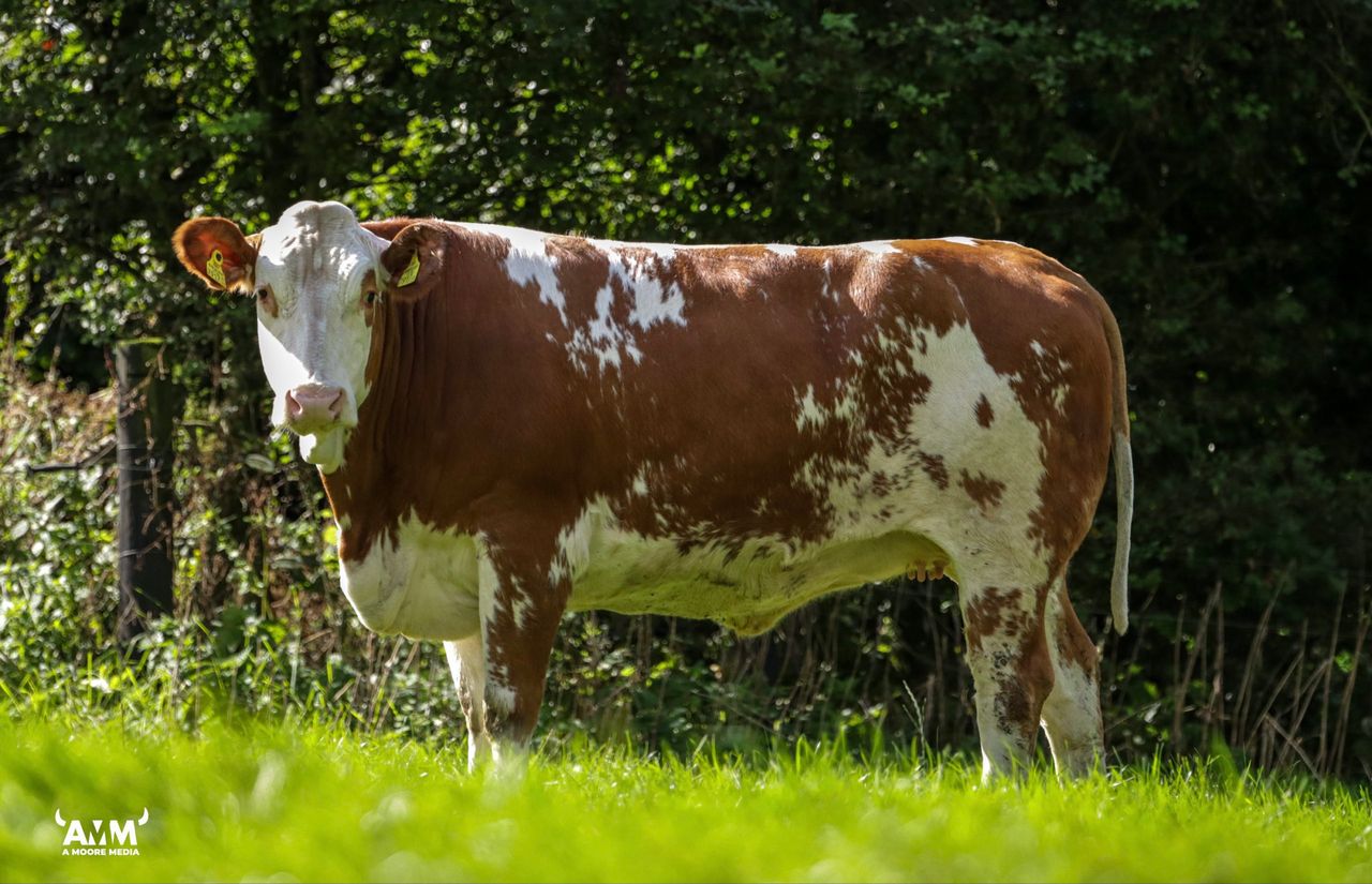 'Cows.ie' to host on-farm sale of 'unique' dairy heifers