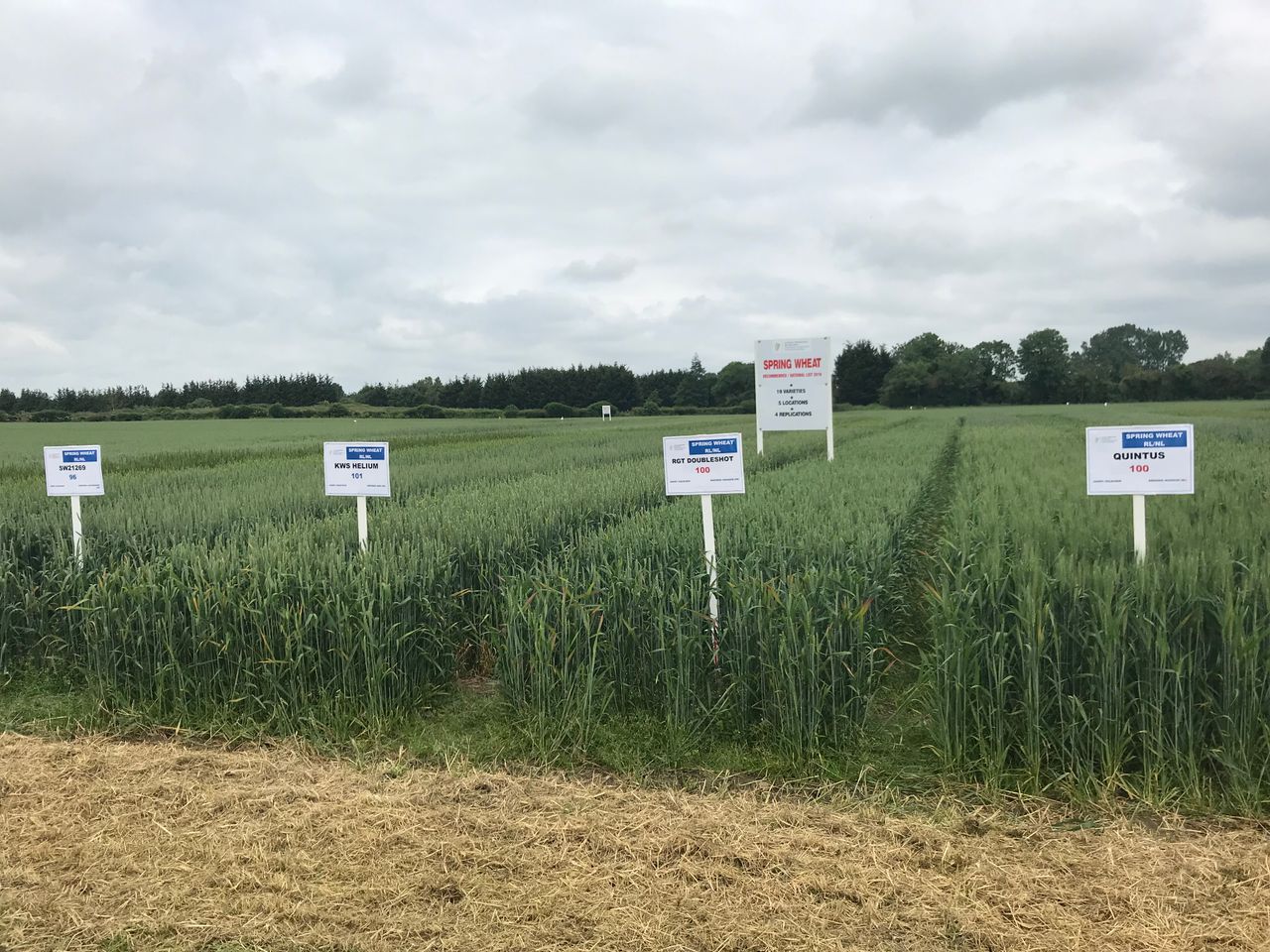 Recommended lists: Two new additions to spring wheat varieties