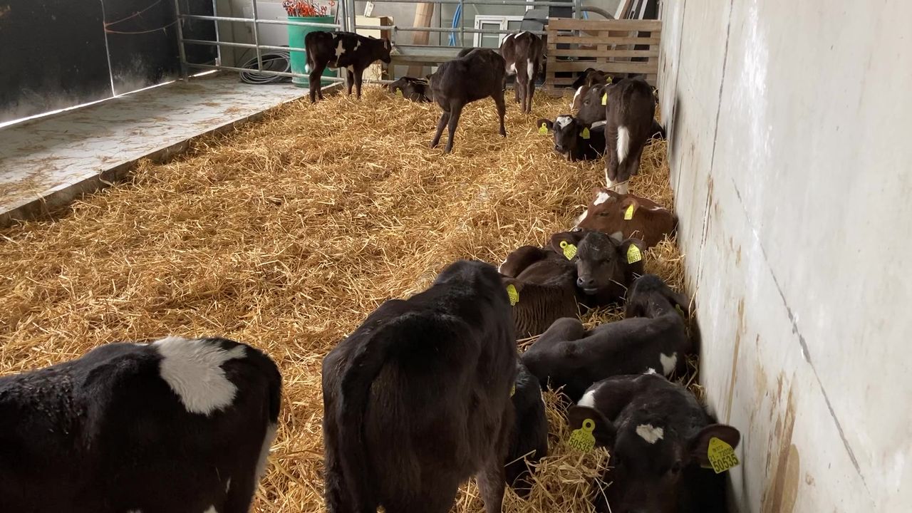 Autumn-calving: Navel care in autumn-born calves