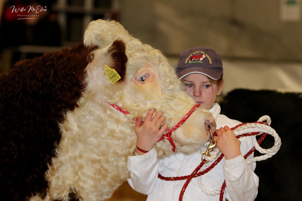 Next Gen Herefords workshop set for Saturday in Meath