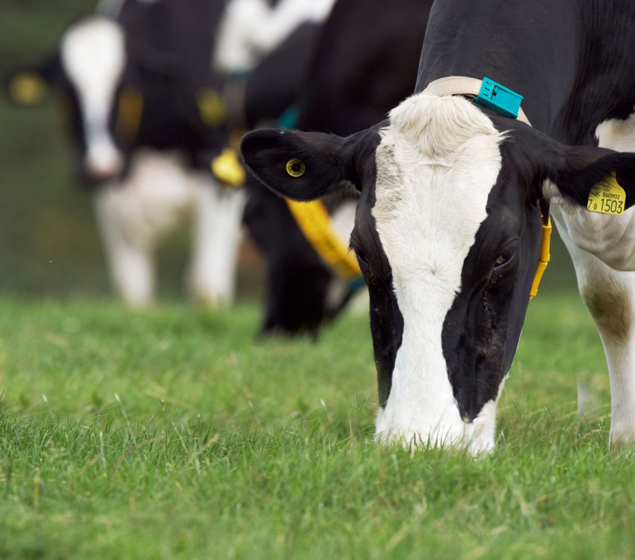 Milk price headed for 'around 45c/L' - ICMSA