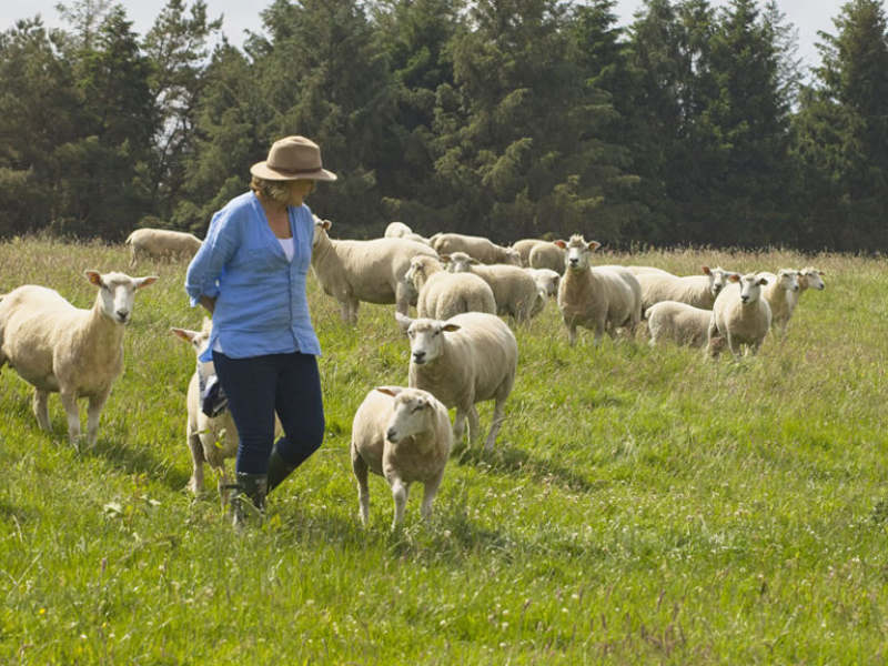 Watch: 'Diversification is key' at east Galway organic sheep farm