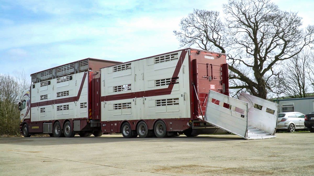 Calf exports running well behind 2019 levels