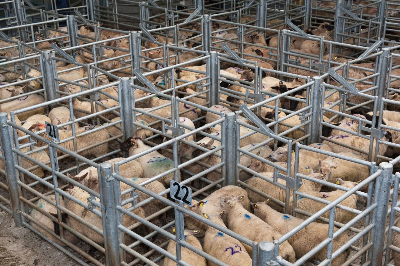 Tighter supplies drives lamb trade
