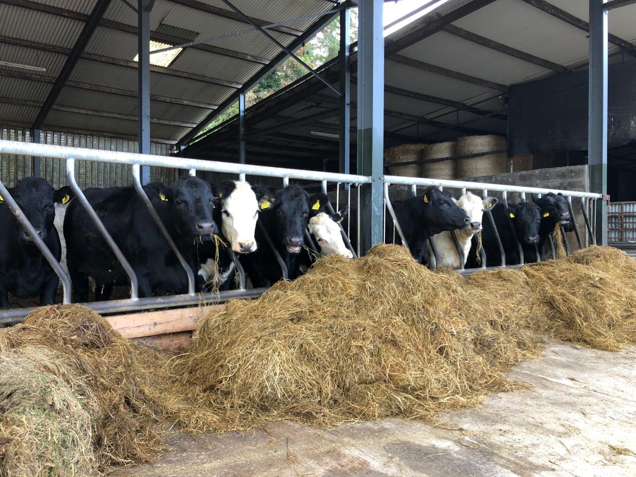 Factory quotes: Falling prices reversed with a 5c/kg increase