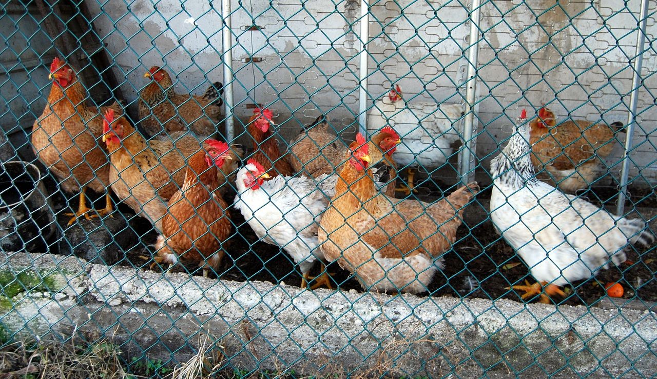 'We are aware we need to do more': MEPs debate banning caged farming in EU