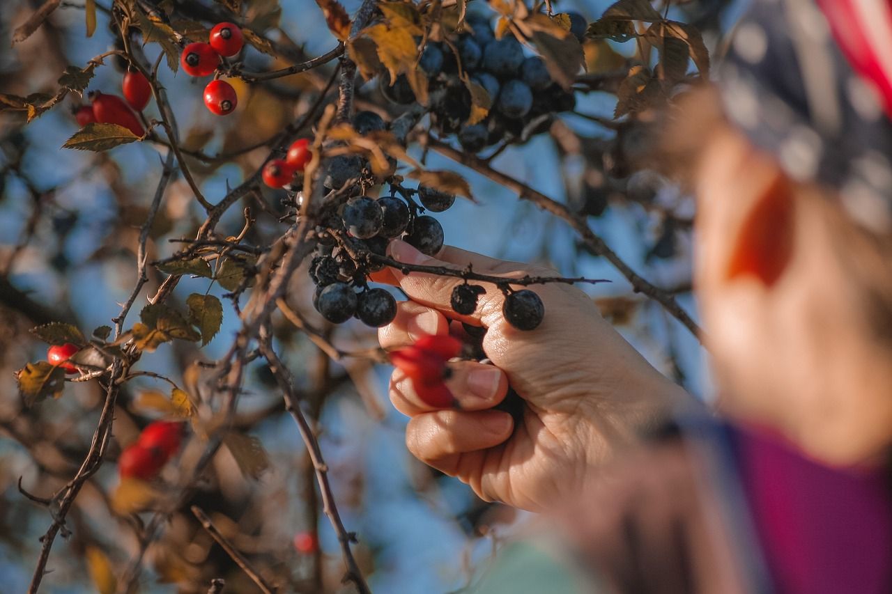 Volunteers save unwanted fruit from rotting on trees each year