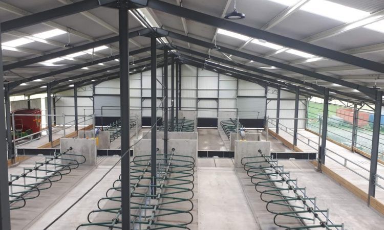 Back In Focus: Housing 80 pedigree Charolais cows in a new cubicle shed in Co. Cavan