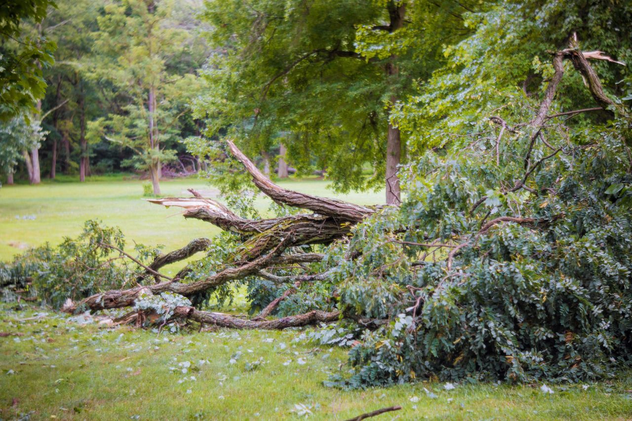 Windblow reconstitution scheme opens with €55m funds for forest owners