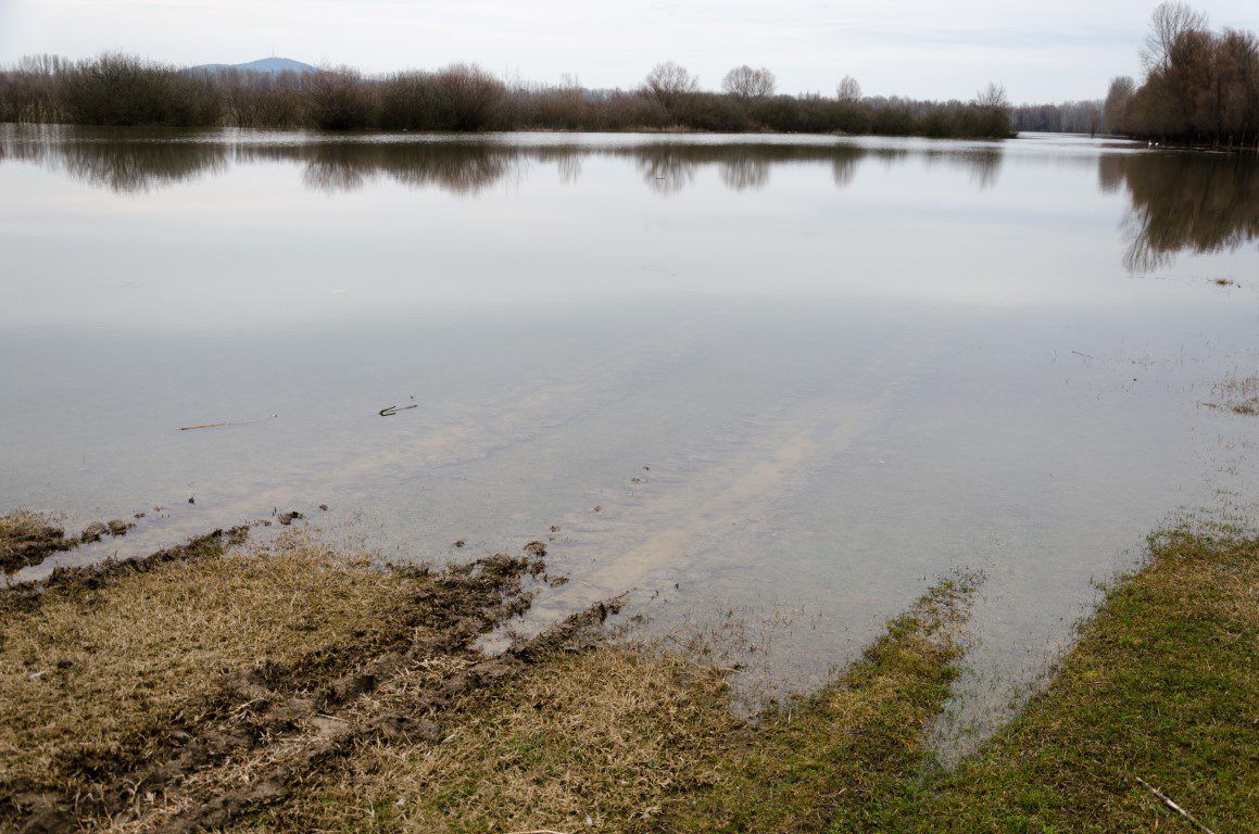 Farmers are selling off cattle as they've no grass to feed them due to flooding
