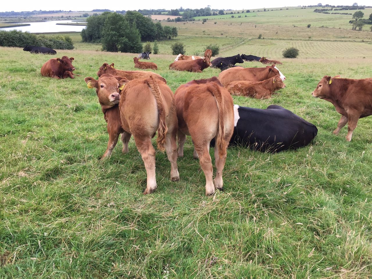 CSO figures put cattle slaughterings down by 9.5% in September