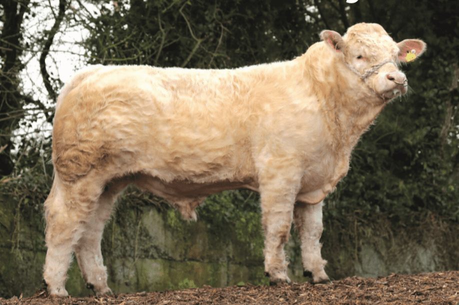 New panel of €5/straw Gene Ireland bulls formed