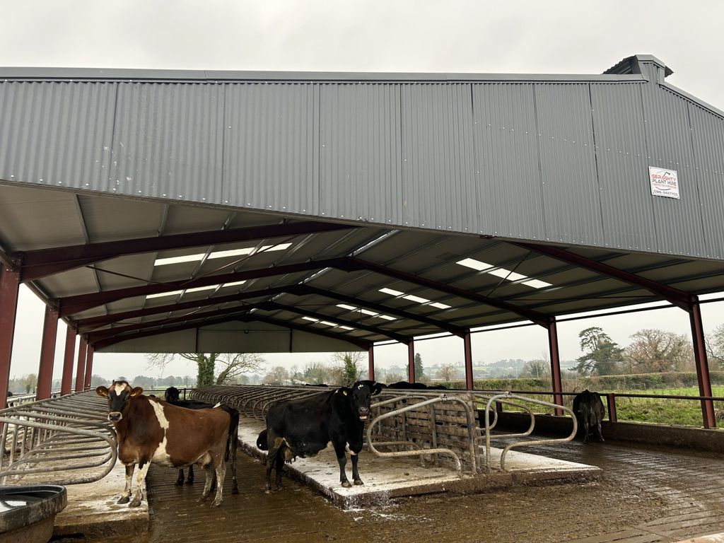 Croke's cows out from milking in on the new set of cubicles installed recently
