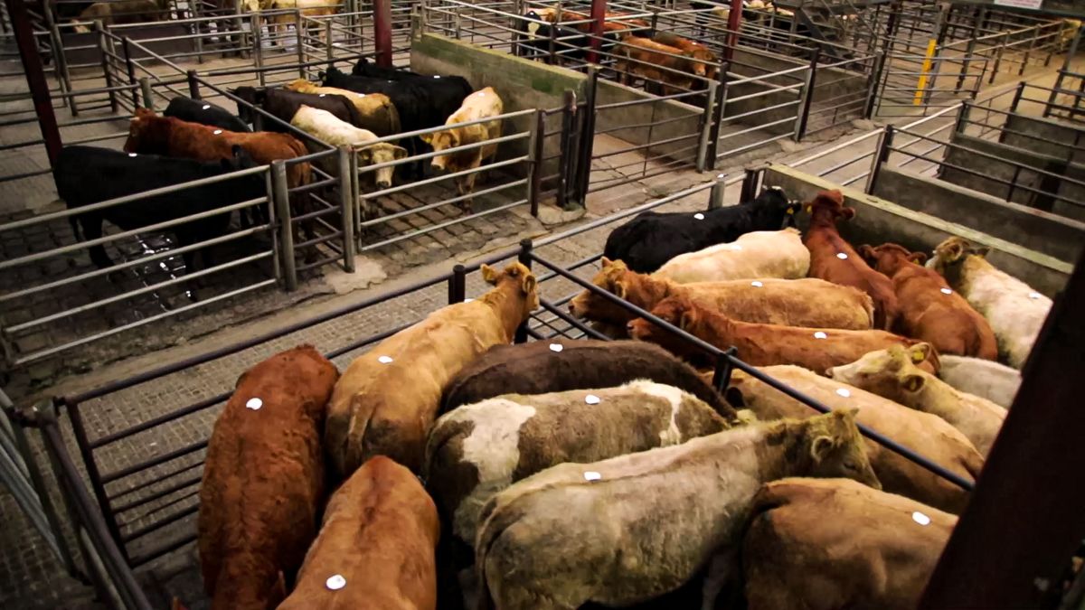 Mart report: Cattle numbers down in some marts