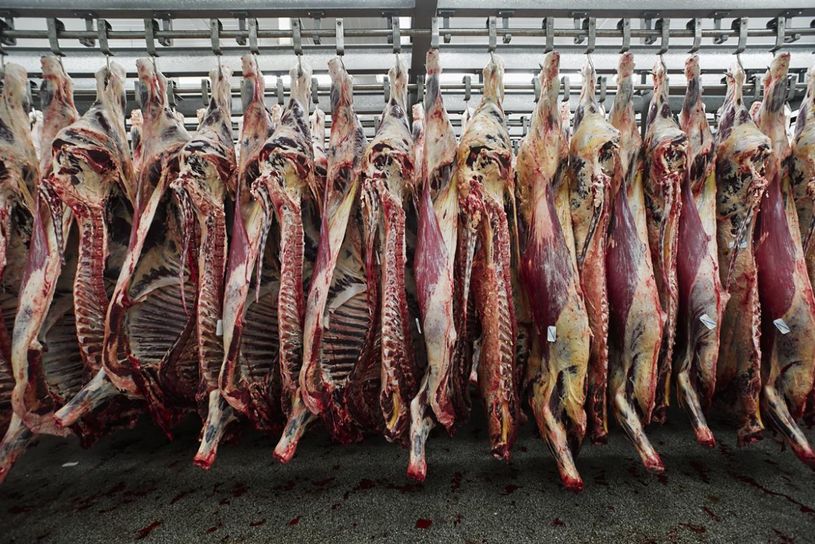 Beef kill: 2026 factory cattle supply over 52,000 head below 2025 levels